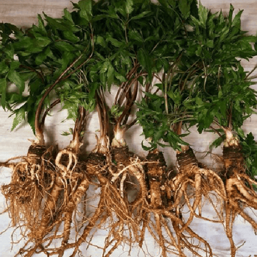 CHIẾT XUẤT ĐƯƠNG QUY (Phục hồi)